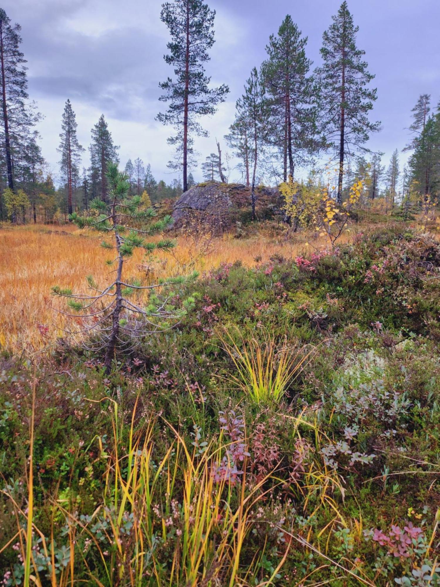 Granheim Villa Namsskogan Bagian luar foto