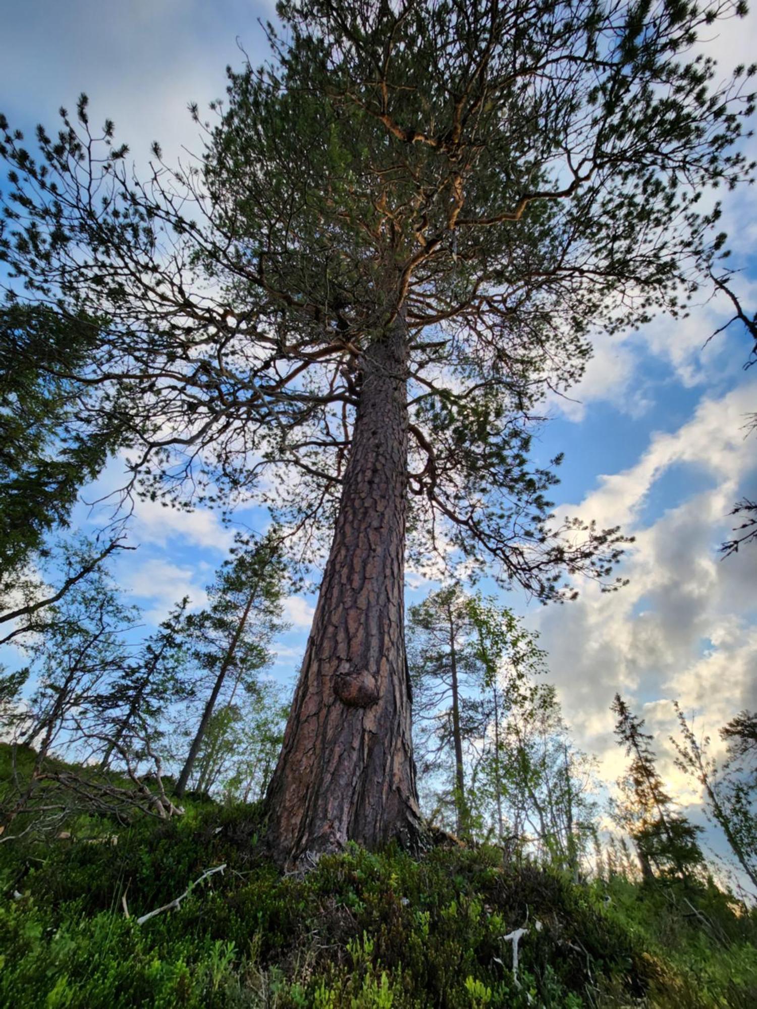 Granheim Villa Namsskogan Bagian luar foto